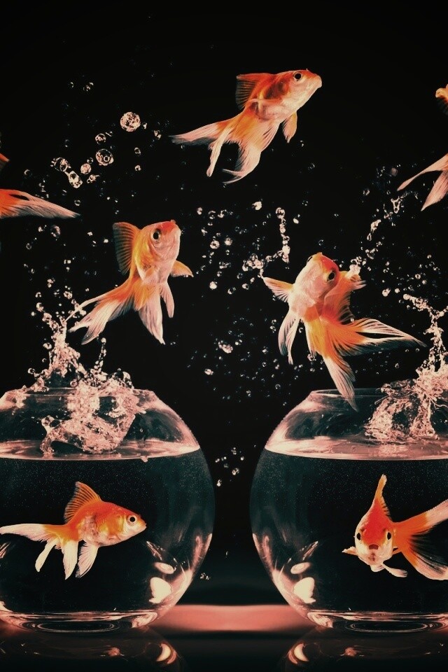 Аквариумы жонглируют рыбами обои