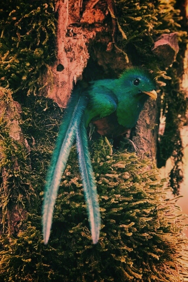 Райская птица в дупле обои