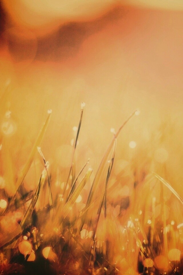 Красивая сочная трава обои