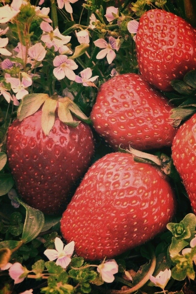 Клубника обои