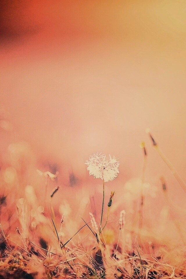 Летняя трава обои