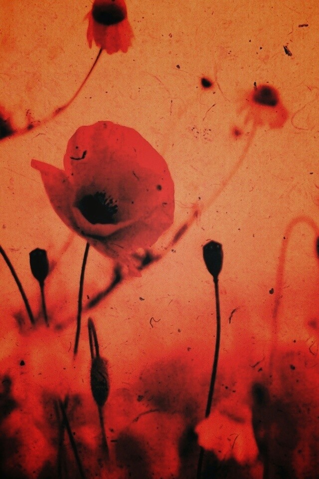 Кровавые цветы в стиле ретро обои