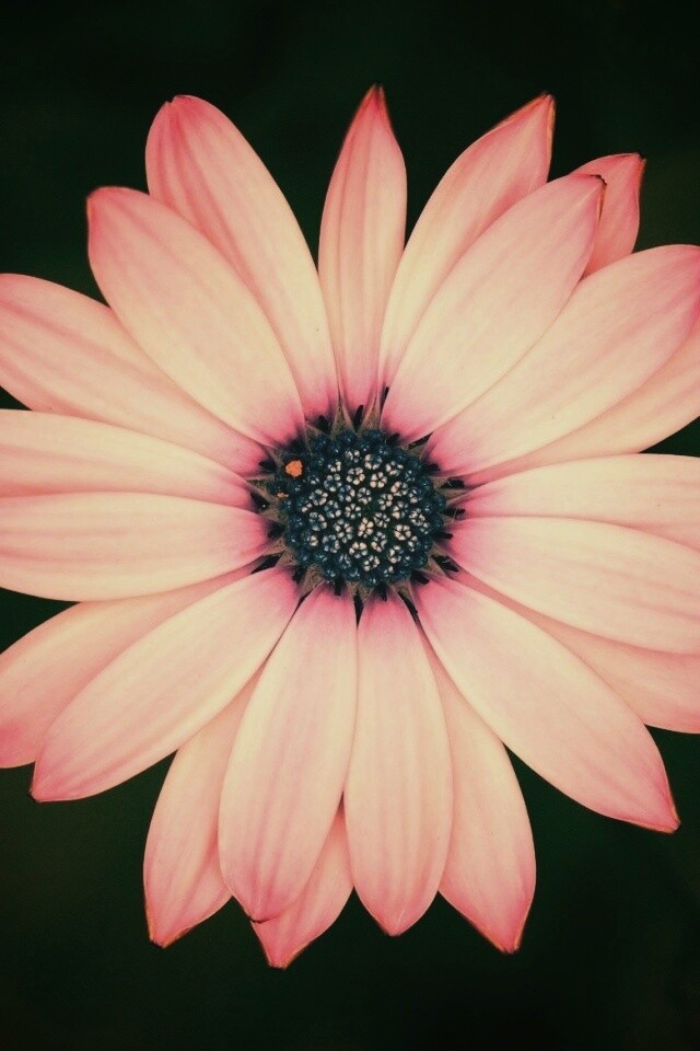 Макро фотография цветка обои