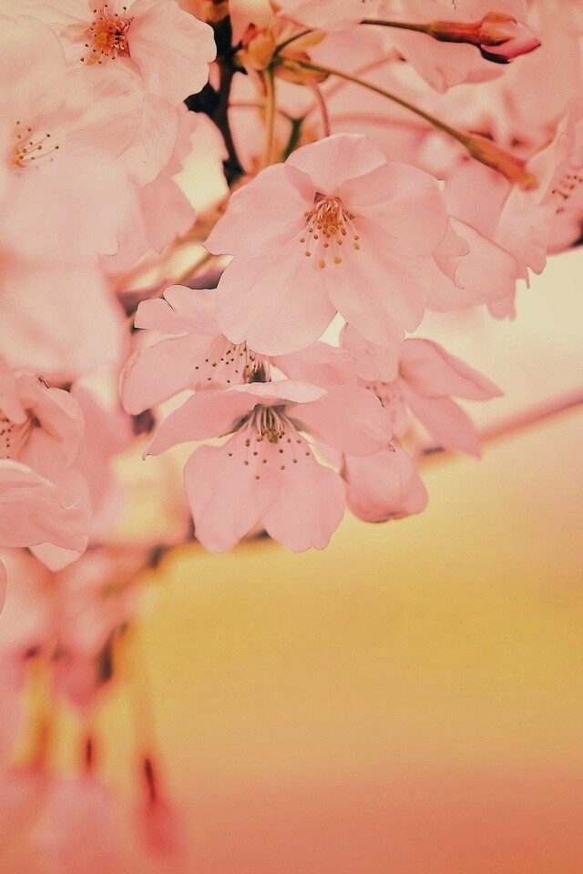 Цветение вишни обои