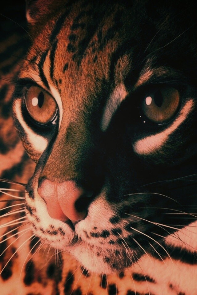 Оцелот обои