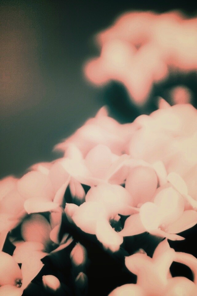 Белоснежные цветочки обои