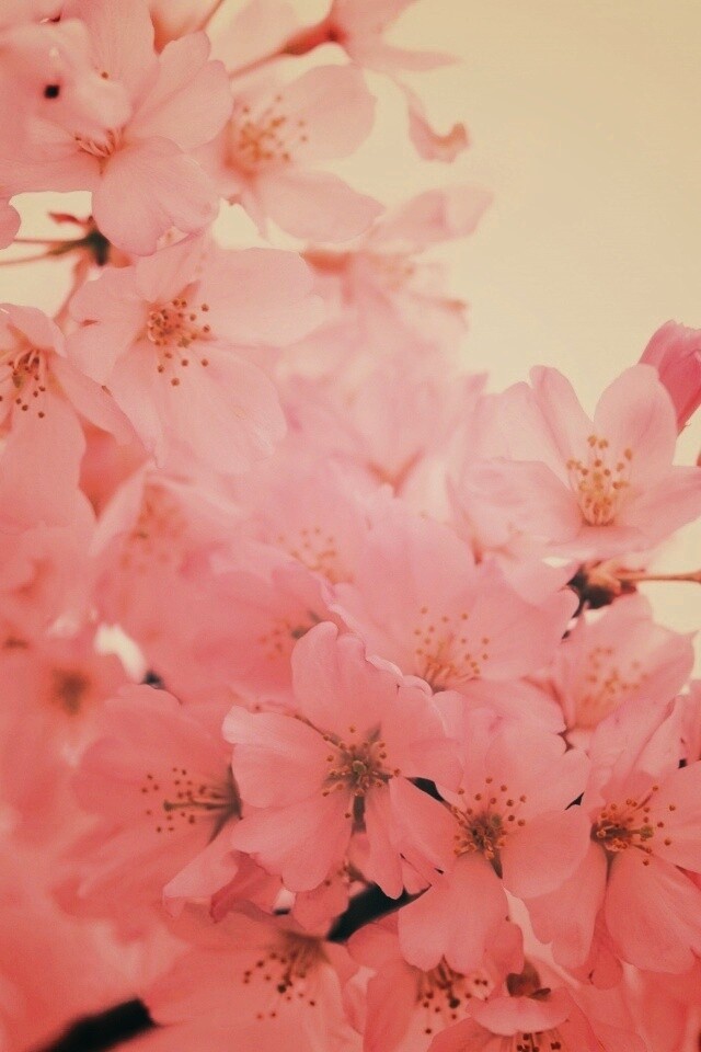 Цветение вишни обои