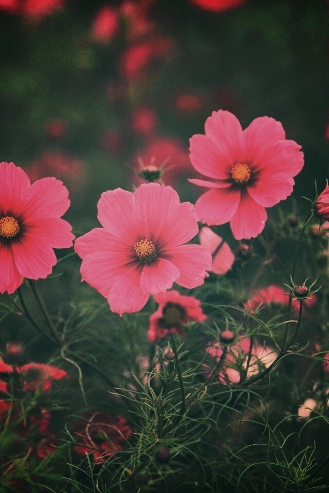 Яркие розовые цветы обои