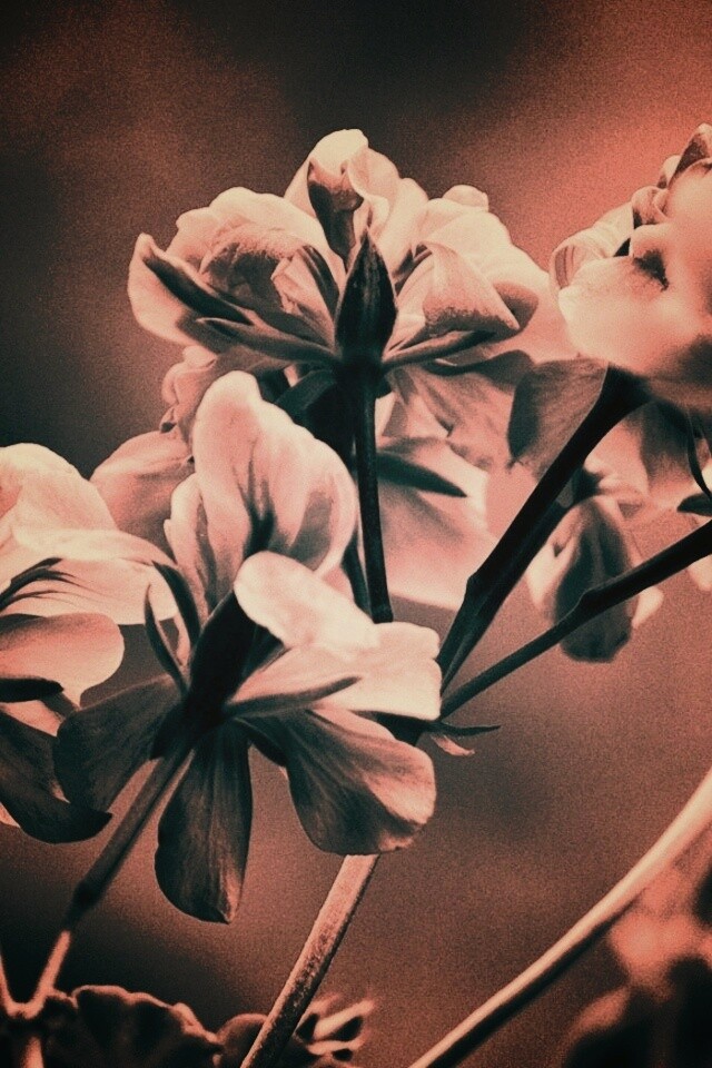 Чёрно-белое фото цветов обои