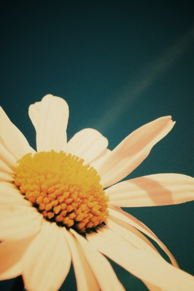 Ромашка на фоне синего неба обои