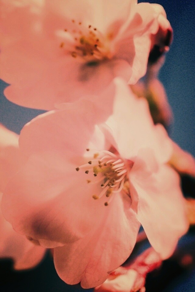 Нежные белые цветы обои