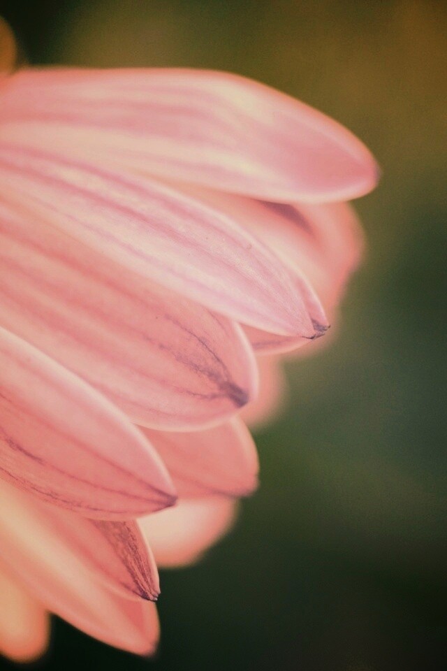 Нежно-фиолетовый цветок обои