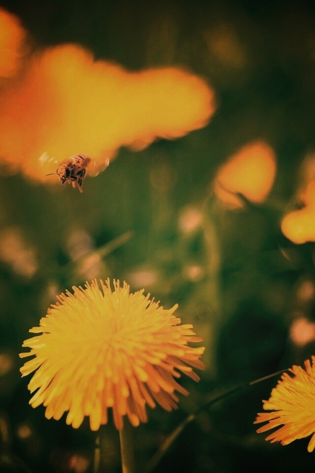 Пчёлка пролетает над одуванчиками обои