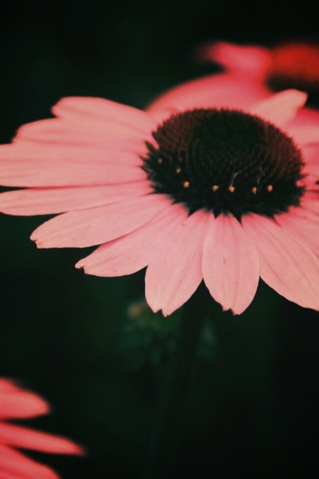 Розовый цветок обои