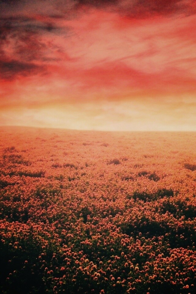 Закатное небо над цветочным полем обои