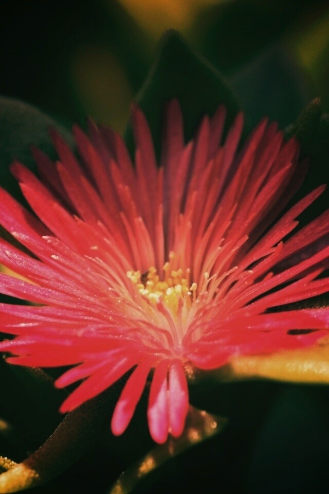 Чудесный цветок обои