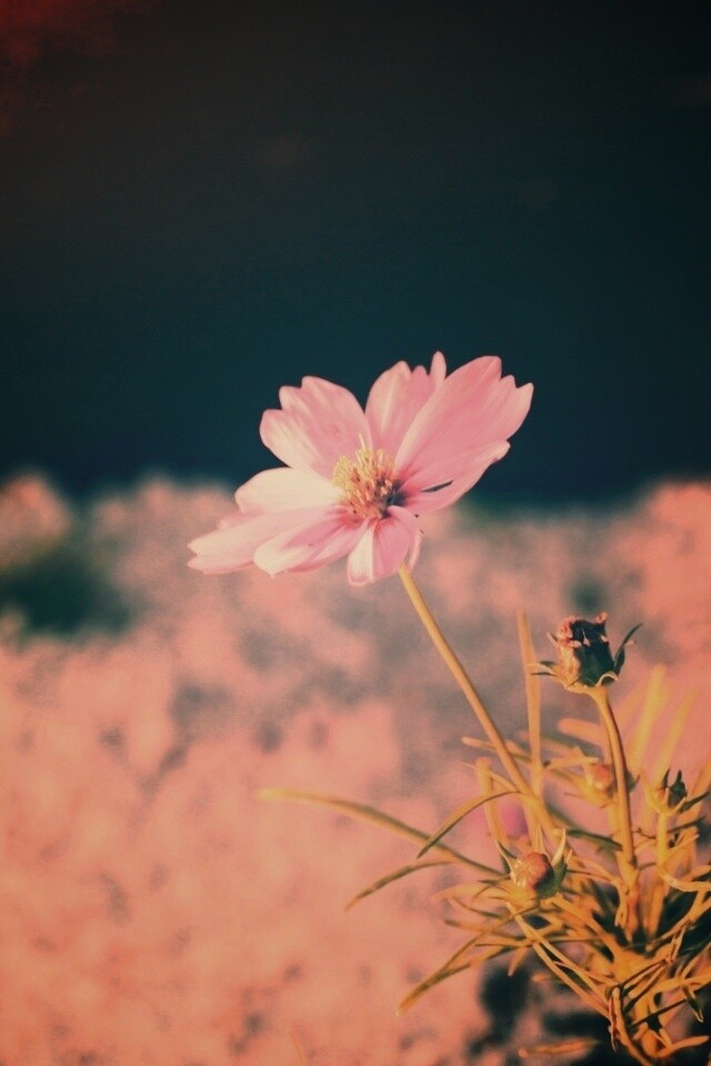 Полевой цветок обои