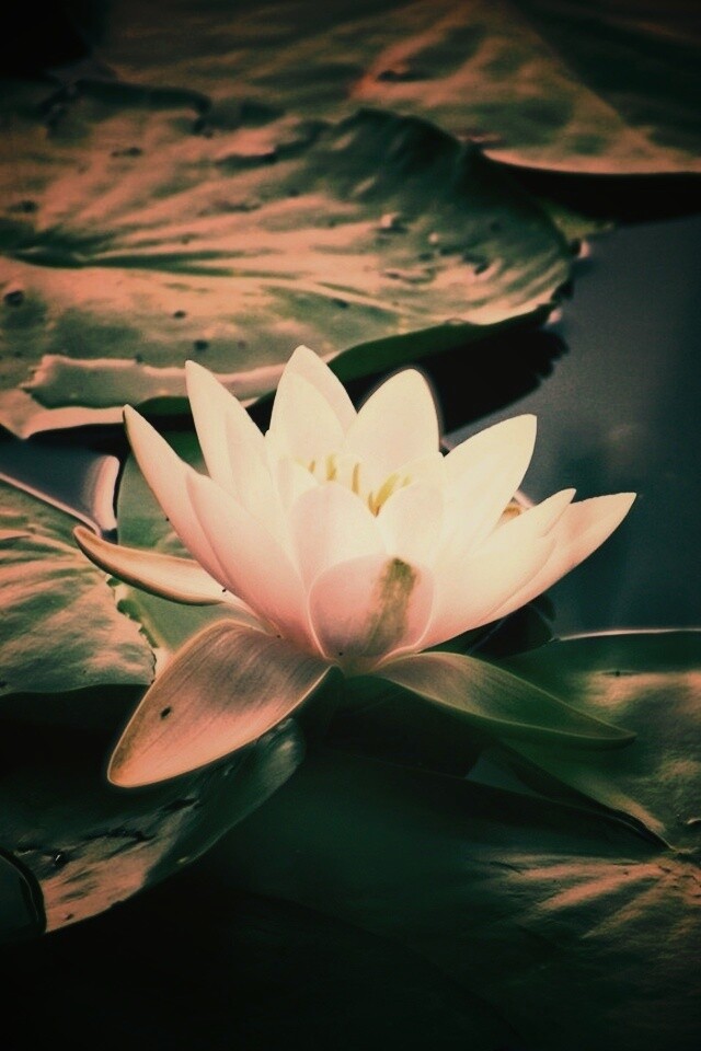 Кувшинка обои