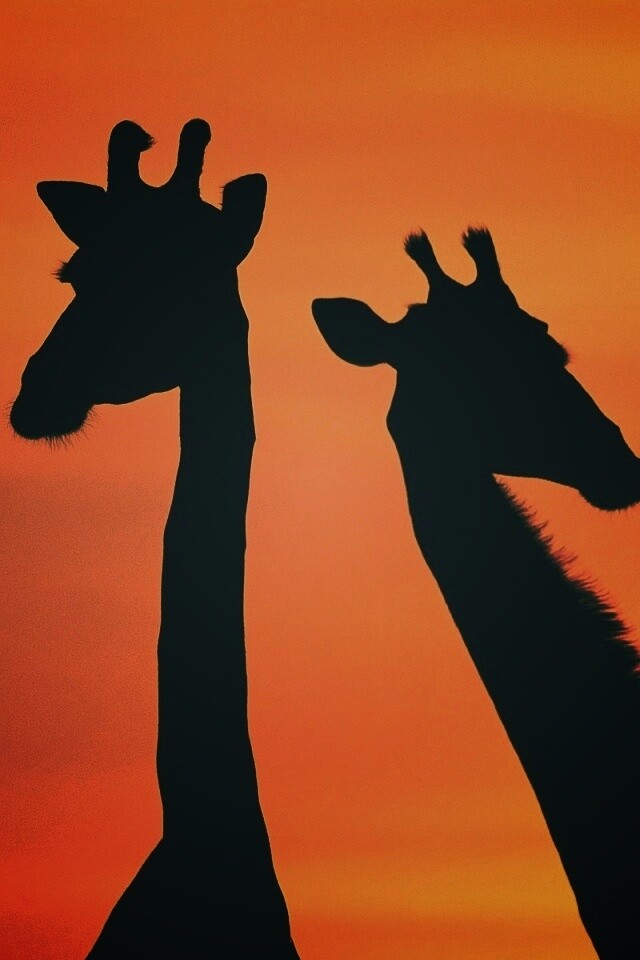 Три силуэта жирафов на фоне неба обои