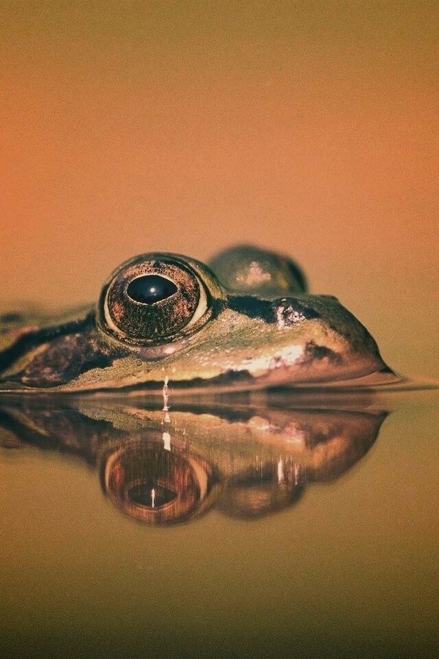 Лягушка обои