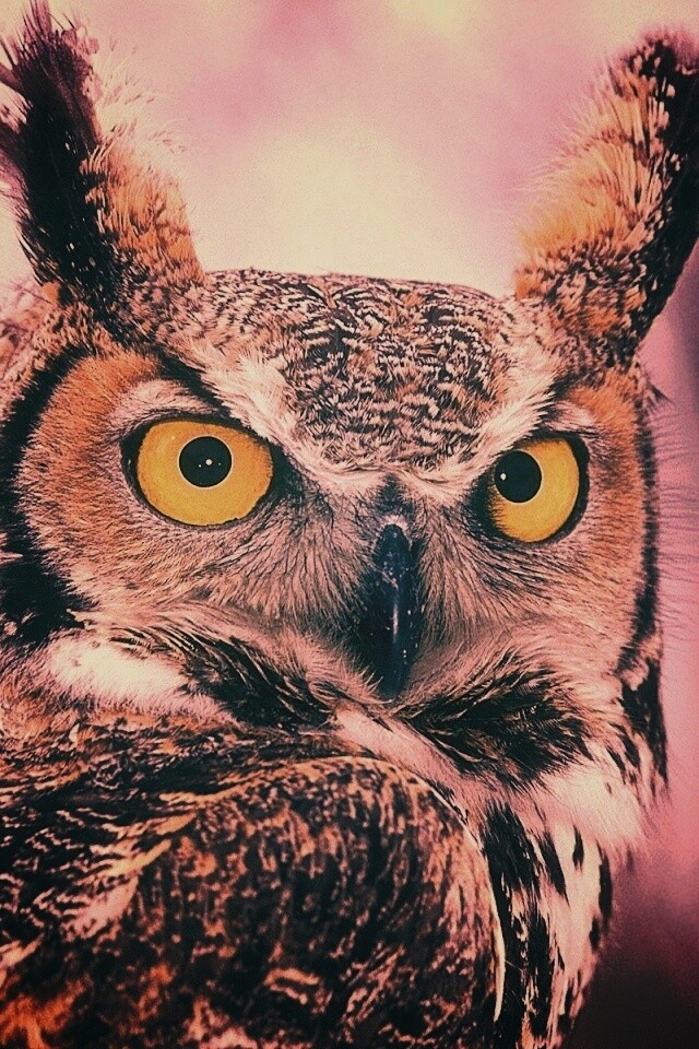 Орлиная сова обои