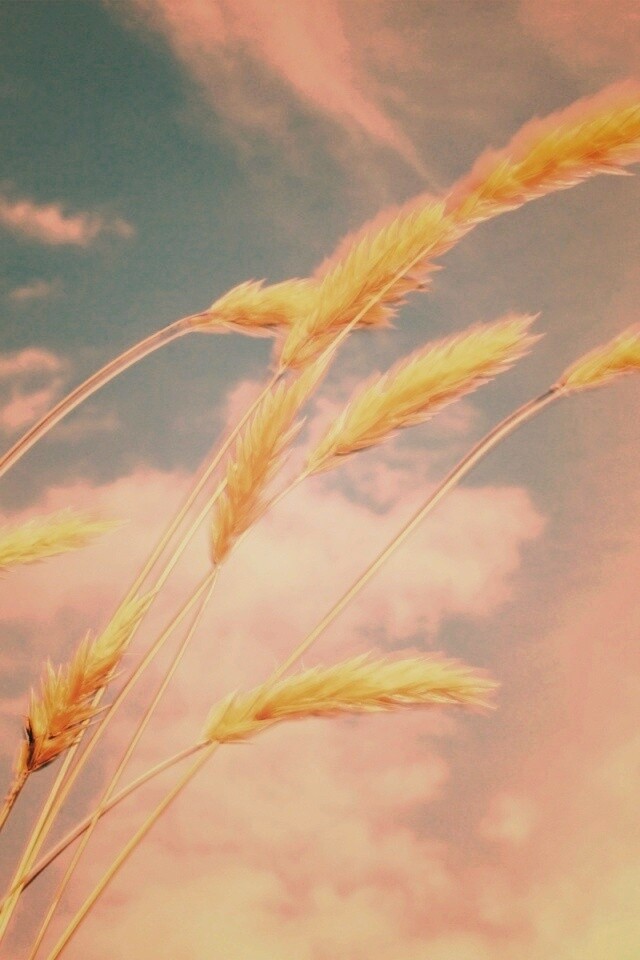 Колосья обои