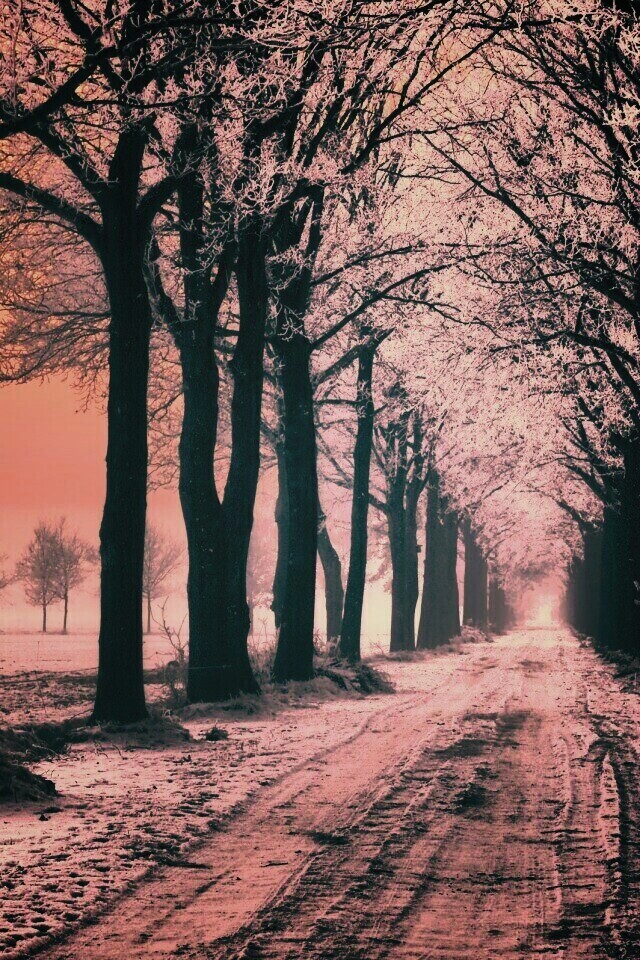 Морозное утро обои