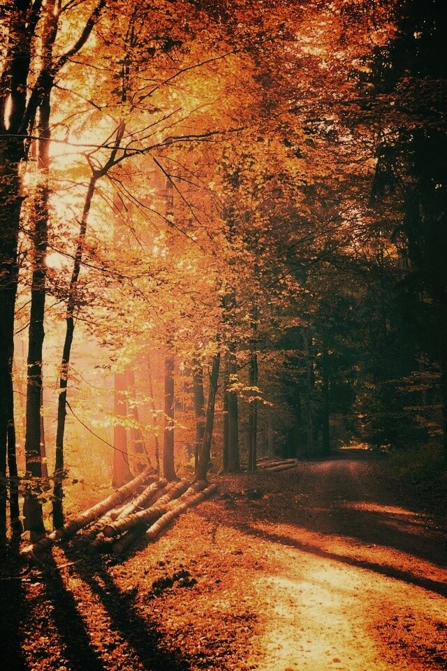 Дорога вдоль просеки в осеннем лесу обои