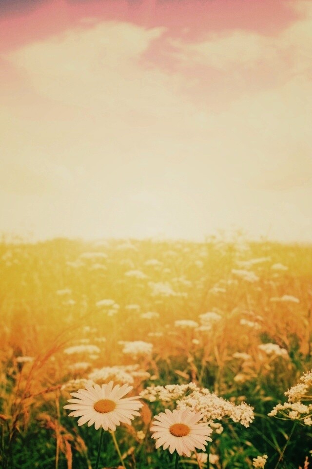 Поле ромашек обои