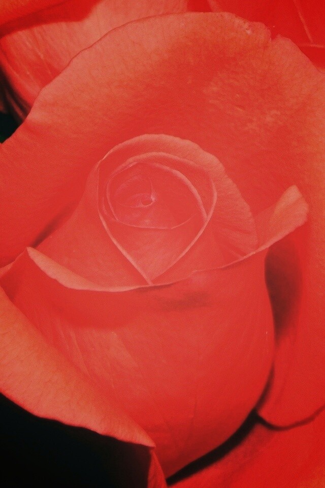 Бутон розы обои