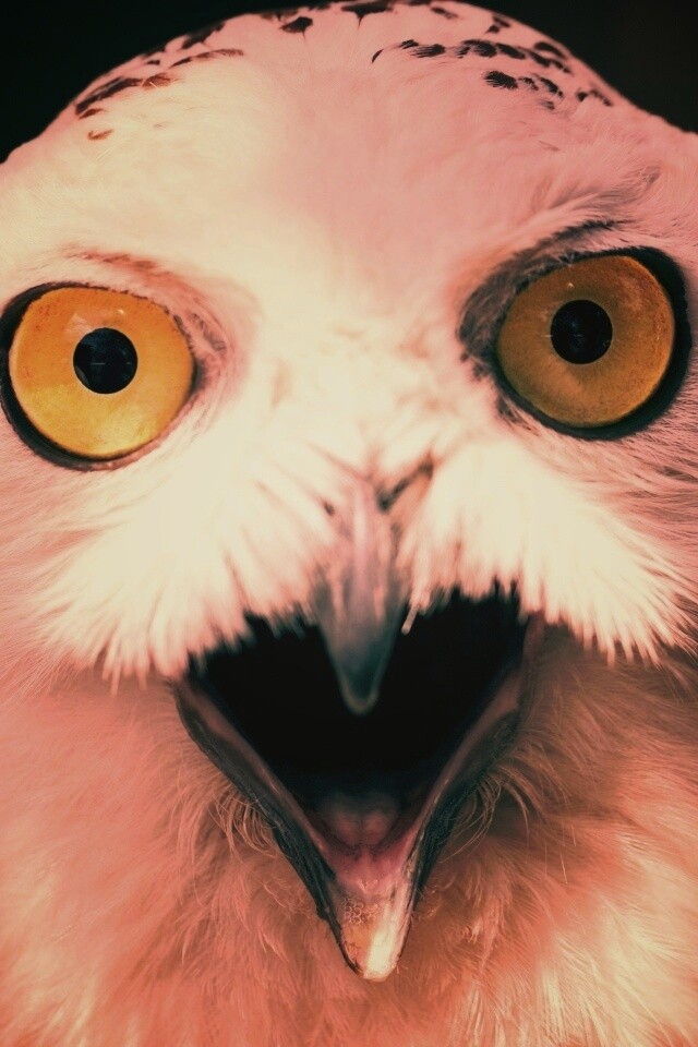 Сова в шоке! обои