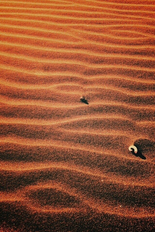 Песок и раковины обои