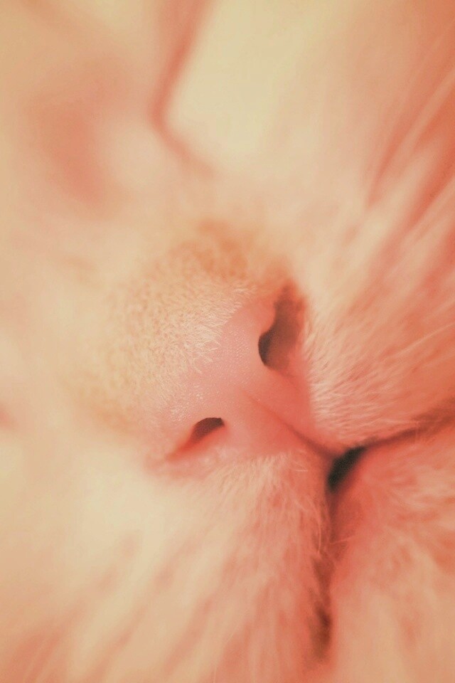 Кошачья мордочка обои