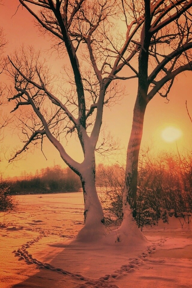 Солнечный свет в зимнем лесу обои