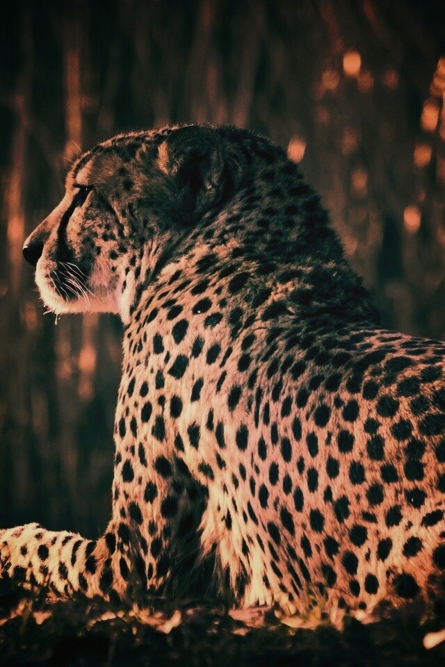 Гепард обои