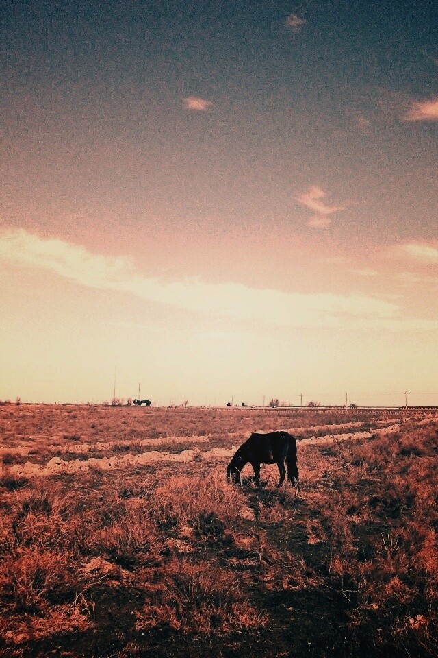Лошадь пасётся обои