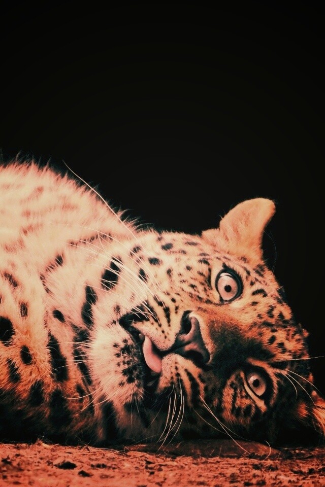 Большая пятнистая кошечка обои