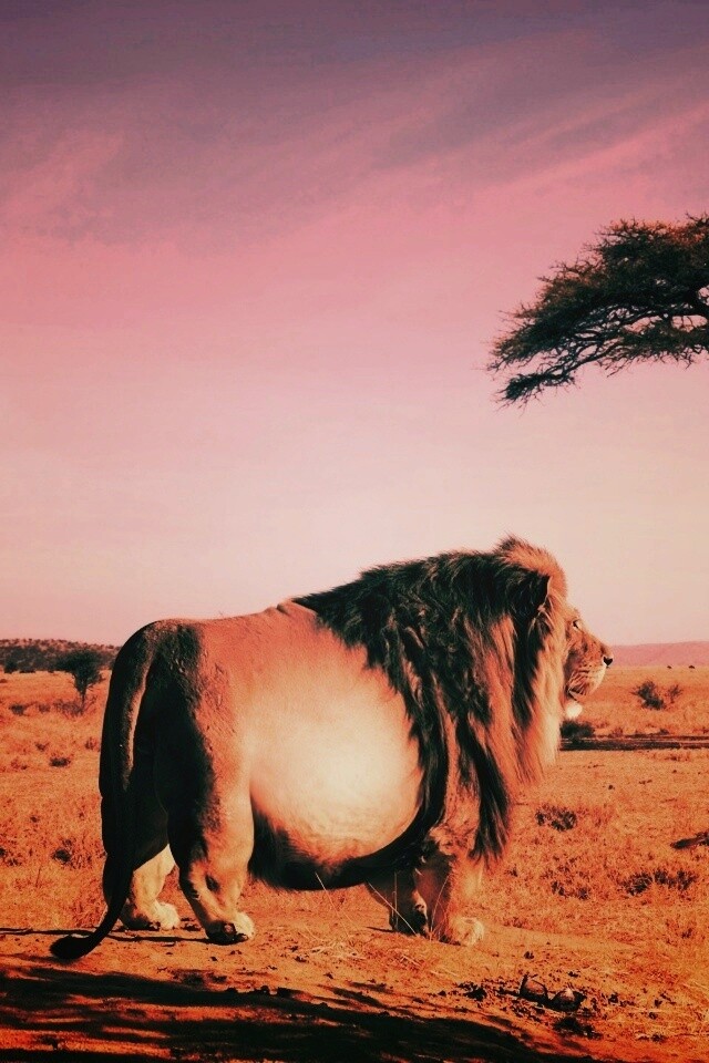 Толстый лев обои