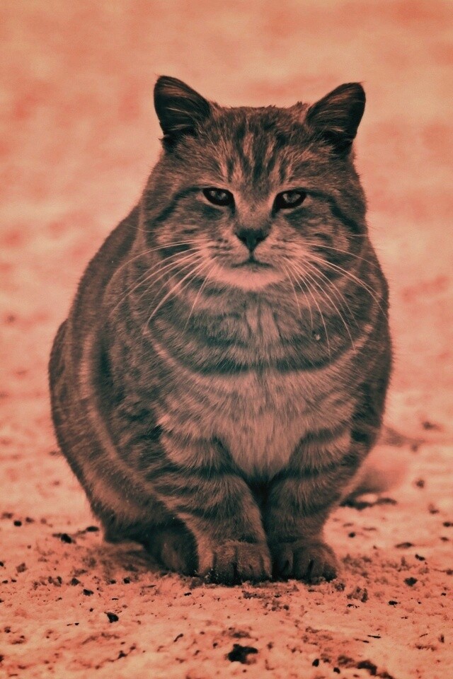 Тяжелый взгляд котэ обои