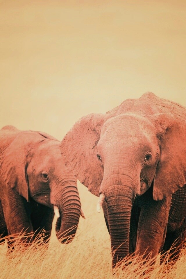 Слон, слониха и слоненок обои