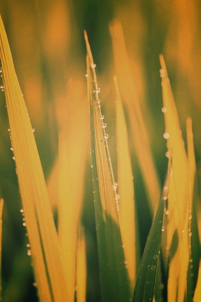 Яркая зеленая трава обои