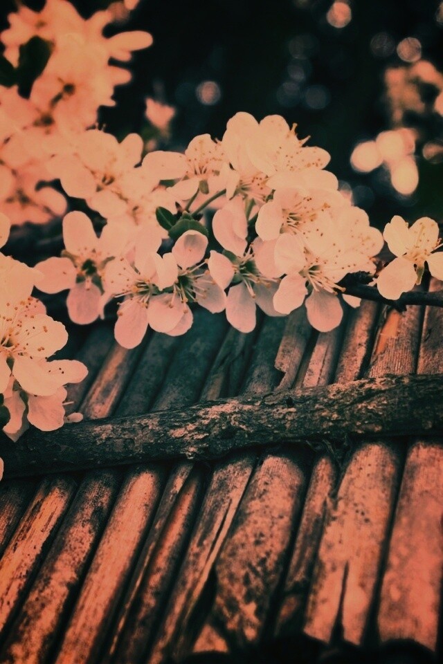 Веточка цветущей вишни обои