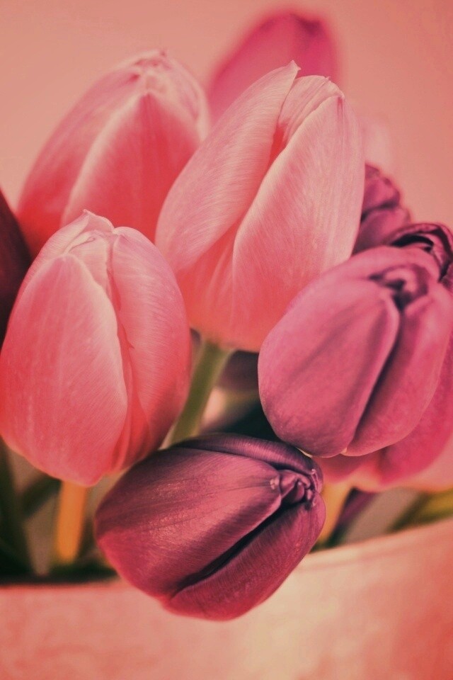 Розовые и фиолетовые тюльпаны обои
