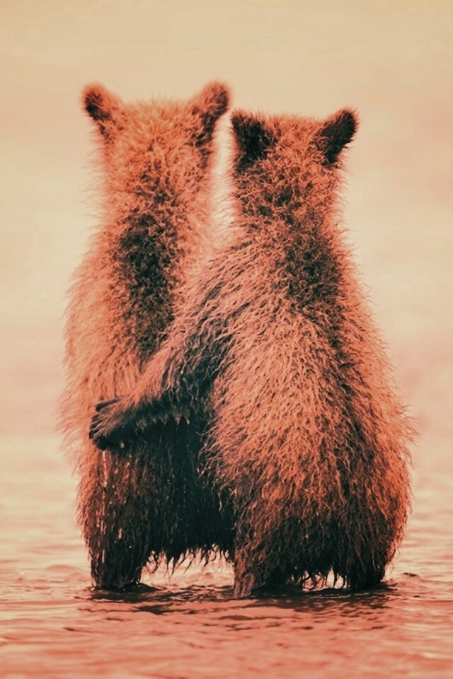 Медвежата обои