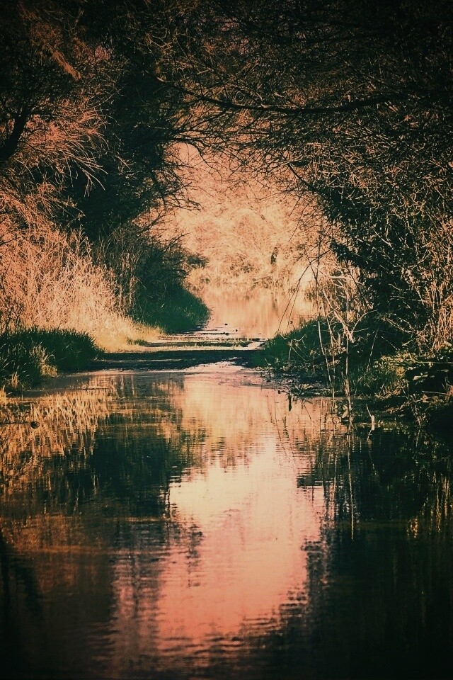 Лесная заросшая река обои