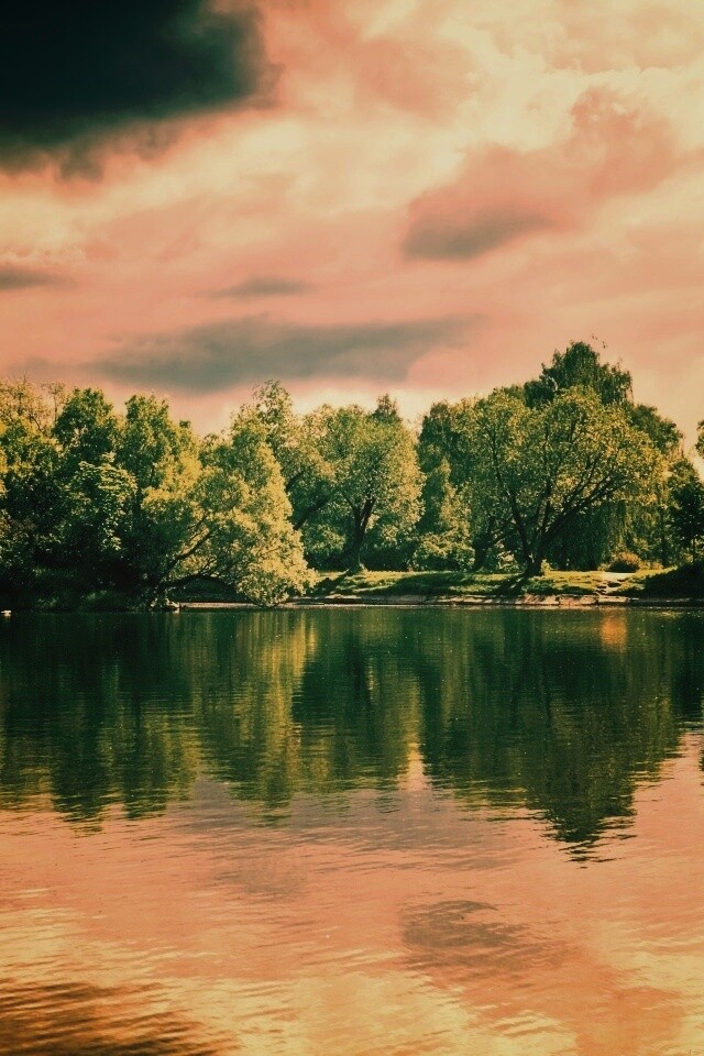 Деревья на берегу озера обои