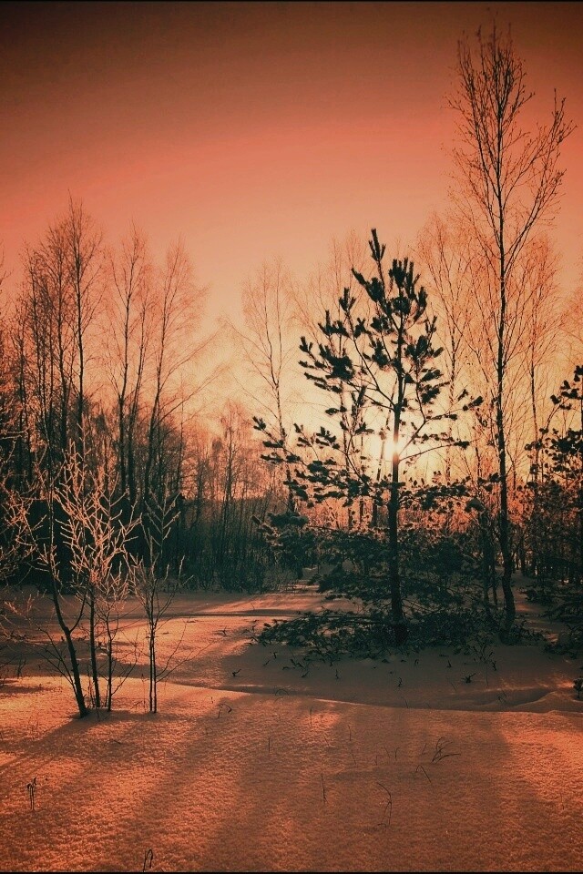 Зимний лес обои