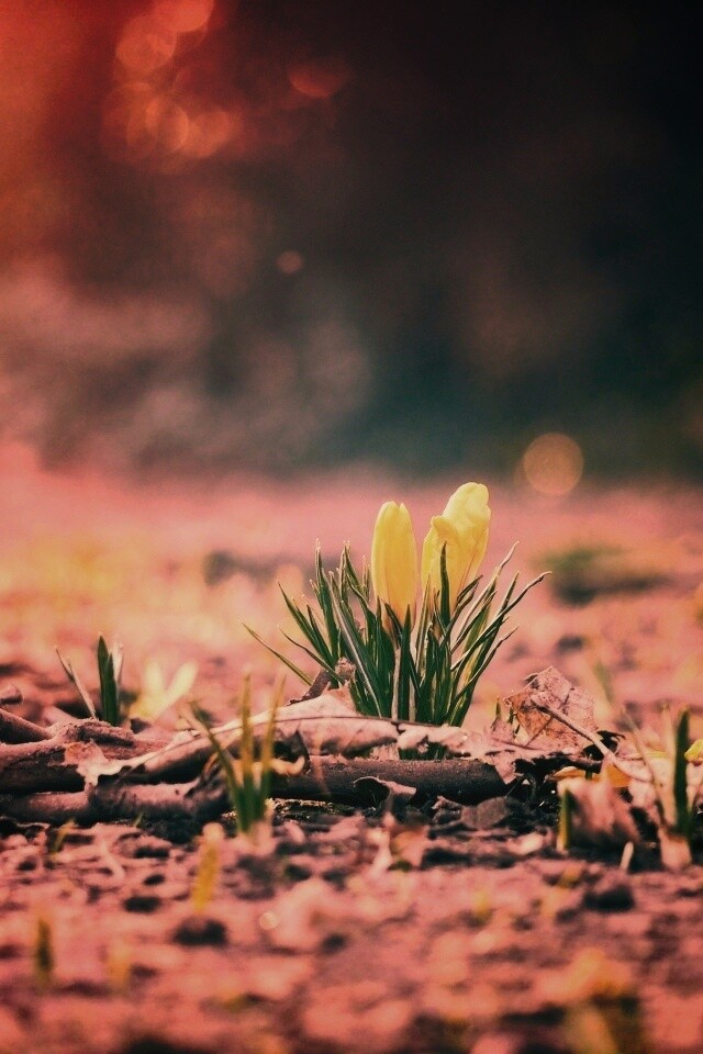 Весенняя трава и цветы обои