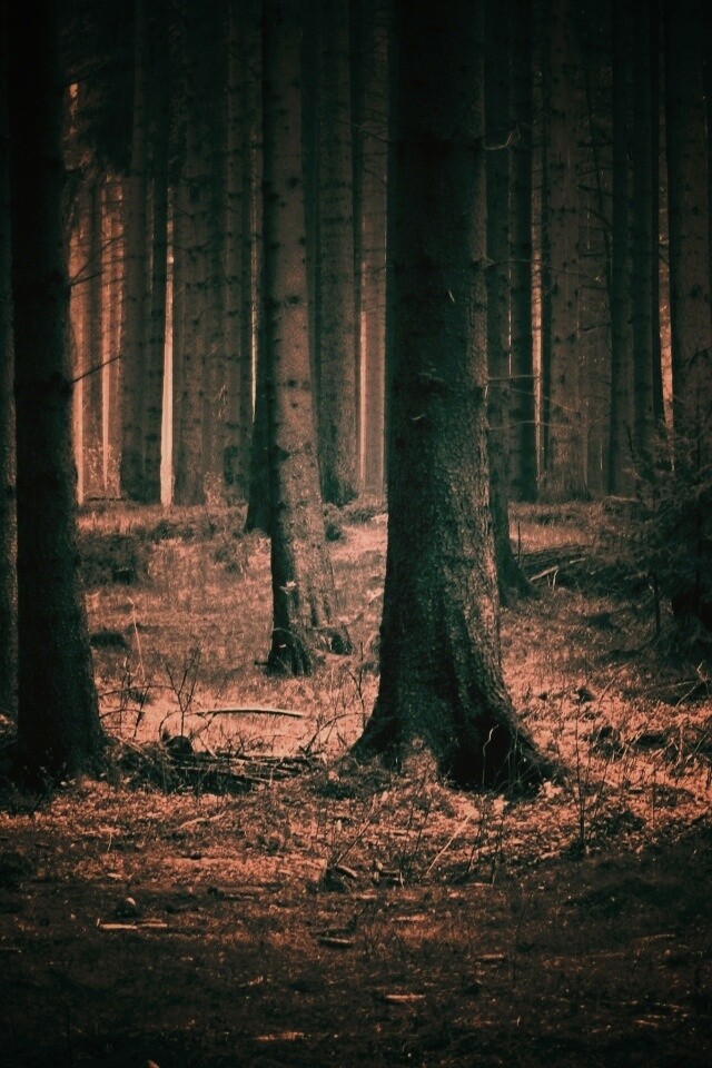 Темный лес обои