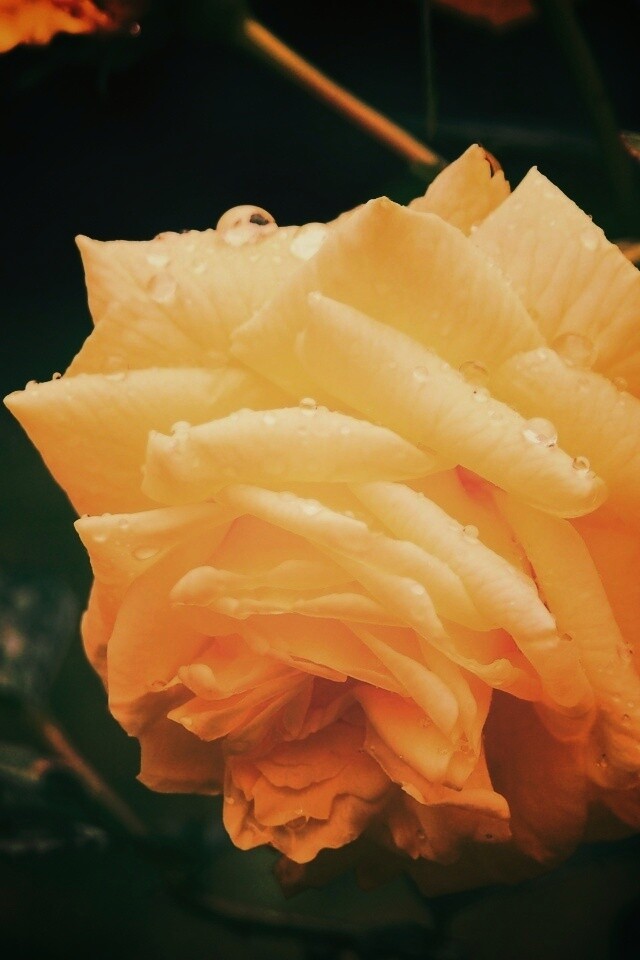 Желтая роза обои